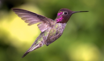Koliber - Nowe zwierzę w Google ZOO