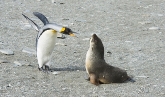 Zapowiedź aktualizacji Pingwin